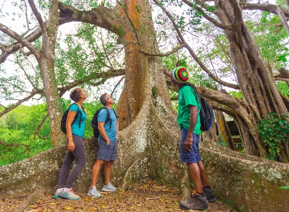 Hikers explore a tree in the Wallings area during a hike in Antigua