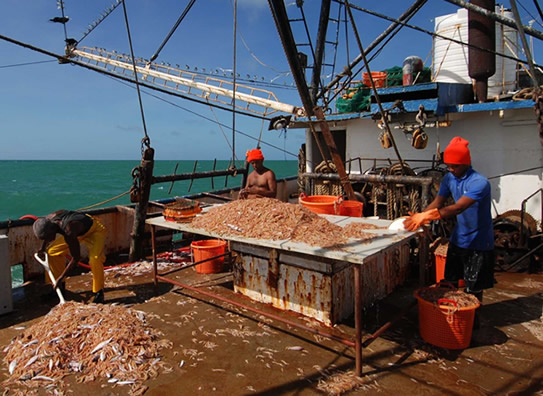 Fishermen Harvesting Shrimp